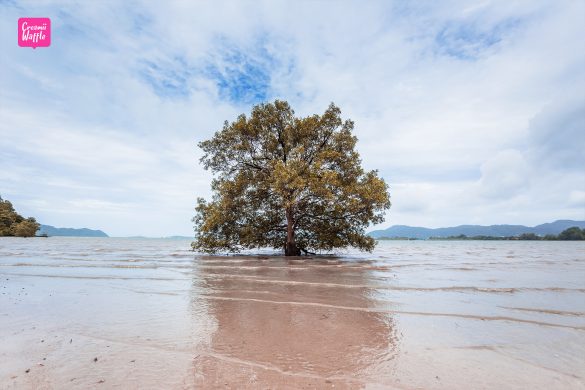 The Mangrove ต้นไม้กลางทะเล