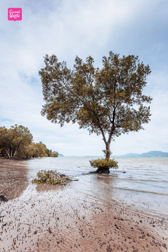 The Mangrove หาด