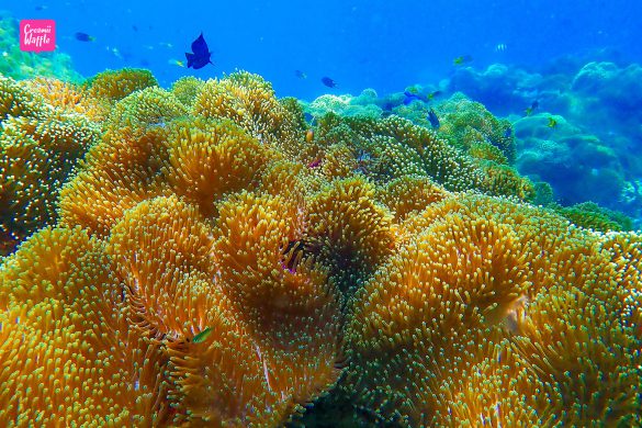 ปะการังน้ำตื้น