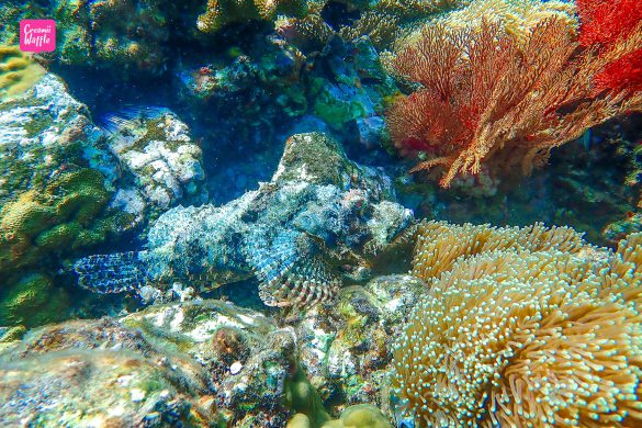 ปะการังน้ำตื้น Bruer Island