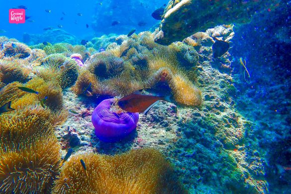 ปะการังน้ำตื้น Bruer เกาะพม่า