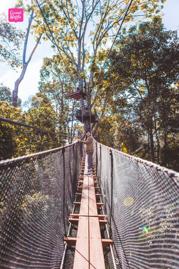 Tree top walk