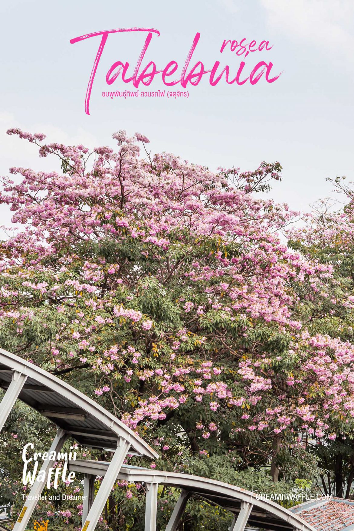 ดอกชมพูพันธุ์ทิพย์ สวนรถไฟ จตุจักร ดอกชมพูพันธุ์ทิพย์ สวนรถไฟ จตุจักร