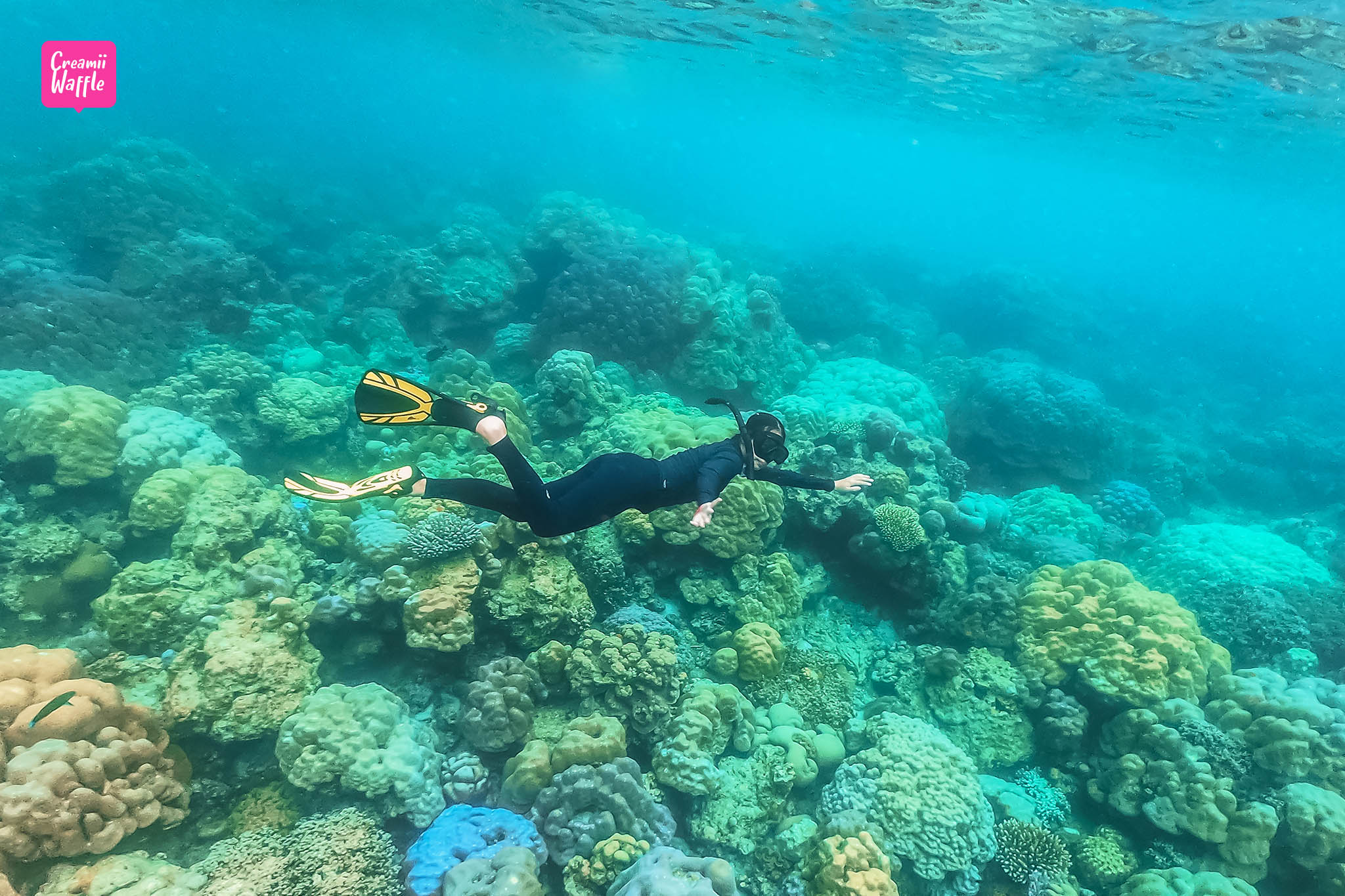 เกาะสุรินทร์ (Surin Island)