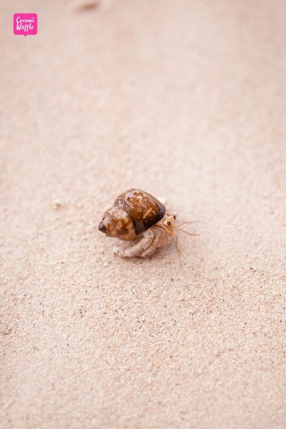 เกาะสุรินทร์ Surin Island