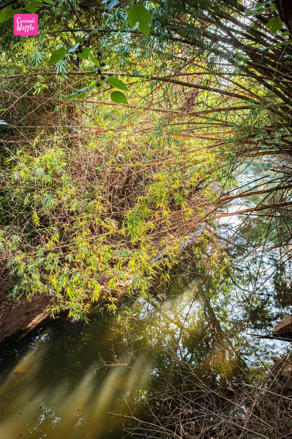 The Creek @Khao Yai Cafe ปากช่อง นครราชสีมา